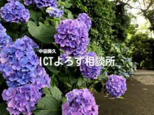 紫と青のグラデーションの紫陽花の写真フリー素材