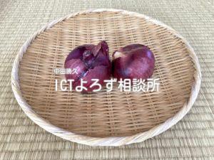 Stock Photos for 紫たまねぎ（ざる乗せ）