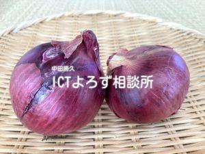Stock Photos for 紫たまねぎ（ざる乗せ）アップ