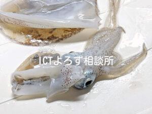Stock Photos for イカの下処理